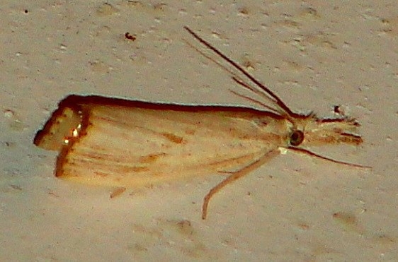 5392 Arequipa turbatella worn tentative yard 9-10-08