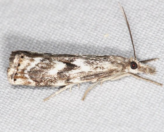 5395-Agriphila-biarmicus-BG-Goose-Bay-Camp-Lac-Seul-Canada-7-30-22