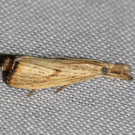 5399 Lesser Vagabond Sod Webworm yard 9-1-12