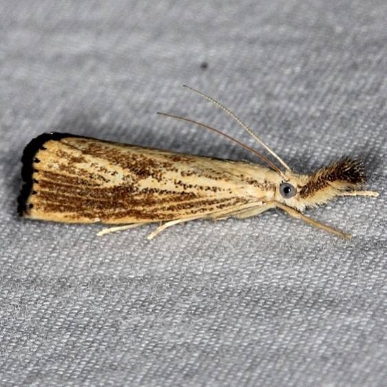 5403 Vagabond Crambus Moth yard 8-30-14