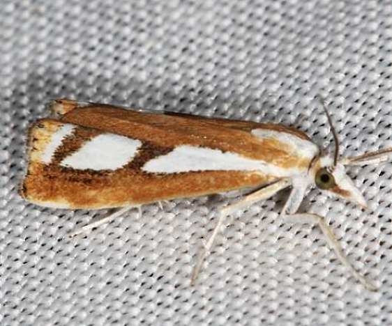 5408 Three-spotted Crambus Moth Lake of the Woods Ontario 7-27-16 (13a)_opt_opt