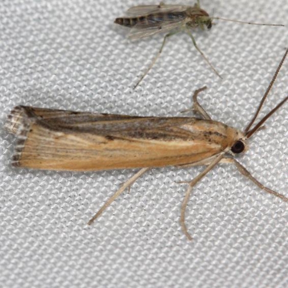 5413 Sod Webworm Moth yard 6-8-13