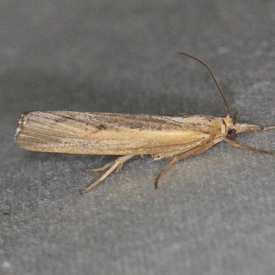 5413 Sod Webworm Moth yard 6-9-13