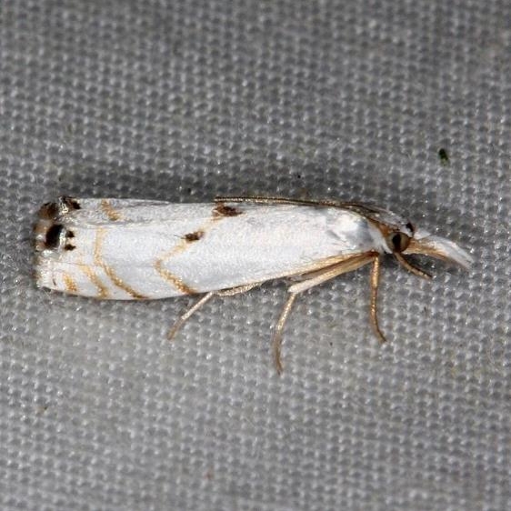 5419 Gold-stripe Grass-veneer Moth yard 6-7-14