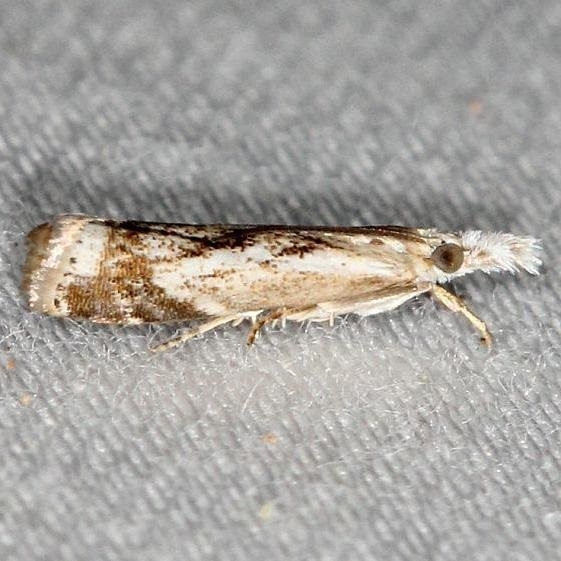 5420 Elegant Grass-veneer Moth yard 6-8-13