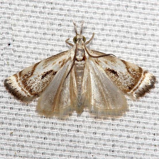5420 Elegant Grass-veneer Moth yard 5-26-12