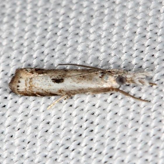 5422 Microcrambus minor Kissimmee Prairie St Pk 2-17-14