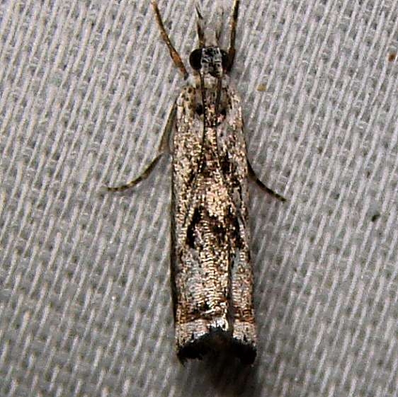 5422 Microcrambus minor Paynes Prairie St Pk 3-21-12