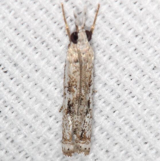 5424 Microcrambus kimballi Kissimmee Prairie St Pk Fl 2-24-21