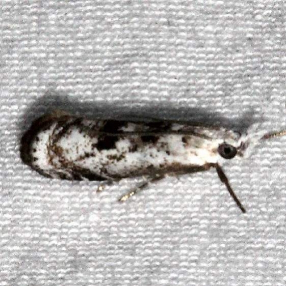5424 microcrambus kimballi Bader's house Palm Coast Fl 3-11-17_opt