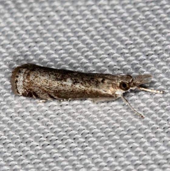 5425 Microcrambus matheri Collier Seminole St Pk 3-1-14
