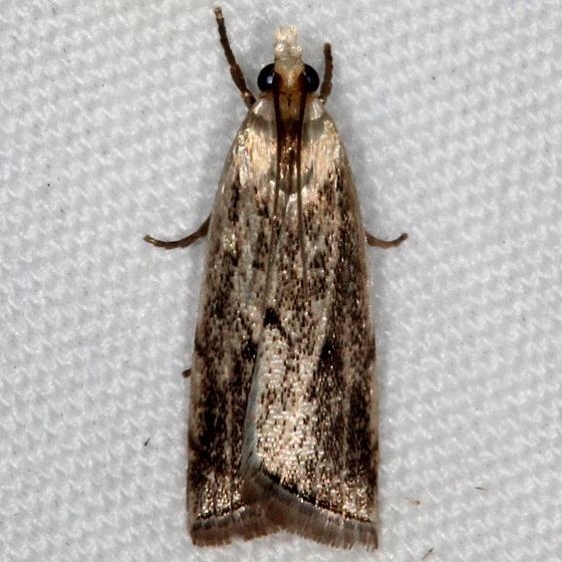 5425 Microcrambus matheri River Junction Withalecoochee St Forest Fl 2-21-17_opt