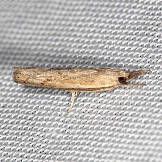 5431 Fissicrambus profanellus Mahogony Hammock 2-18-14