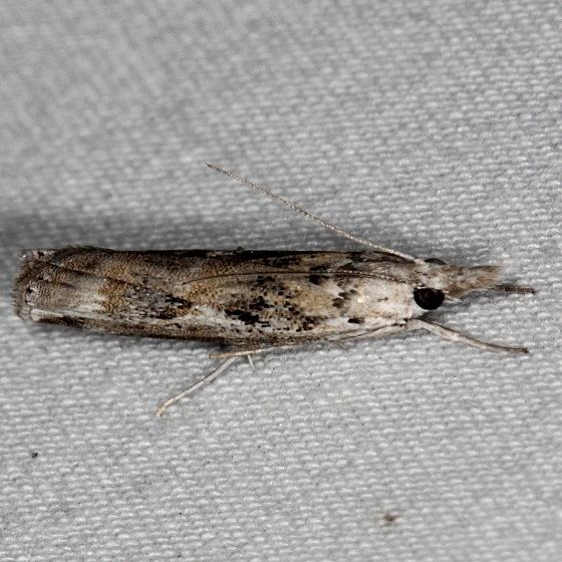 5435 Changable Grass-veneer Moth Oscar Scherer St Pk 3-15-15
