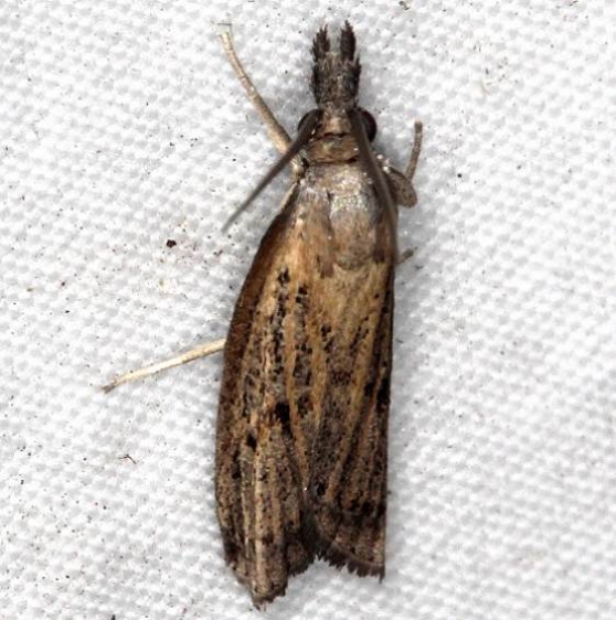 5435 Changeable Grass-veneer Moth River Junction Withlacoothee St Forest Fl 2-22-17_opt