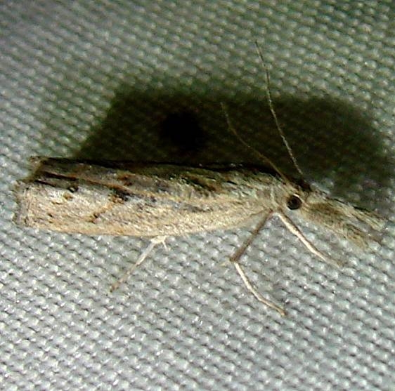 5437 Fissicrambus minuellus tenetive Kissimmee Lake St Pk 2-24-12