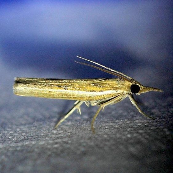 5447-Thaumatopsis-pectinifer-Everglages-Fl-3-17-13