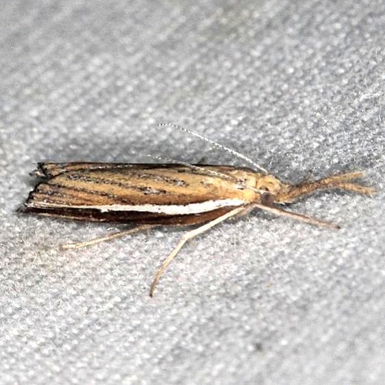 5448-Thaumatopsis-actuellus-BG-Hopkins-Prairie-Ocala-Natl-Forest-Fl-8-11-19
