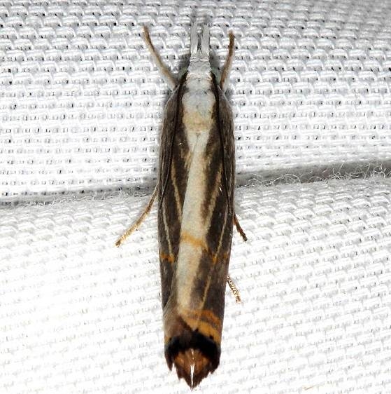 5450 Graceful Grass-veneer Moth Kissimmee Prairie St Pk 3-12-13