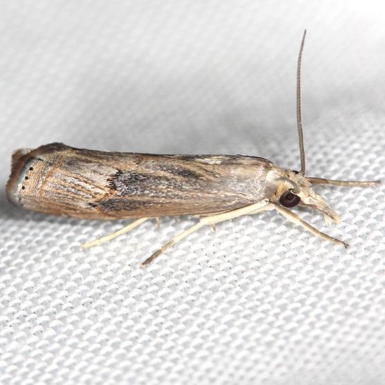 5451 Bluegrass Webworm yard 5-29-13