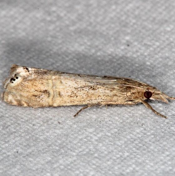 5454 Euchromius ocellea BG Collier-Seminole St Pk Fl 3-5-21