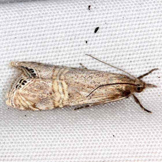 5454 Euchromius ocellea Collier-Seminole St Pk Fl 3-3-21