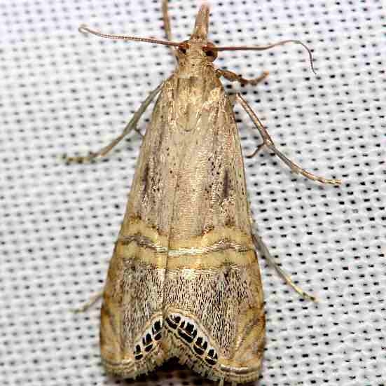 5454 Euchromius ocelleus yard 8-30-12