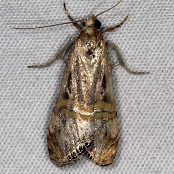 5455 California Grass-veneer Moth White House Campground Grand Staircase Escalante Utah 5-26-17 (6)_opt