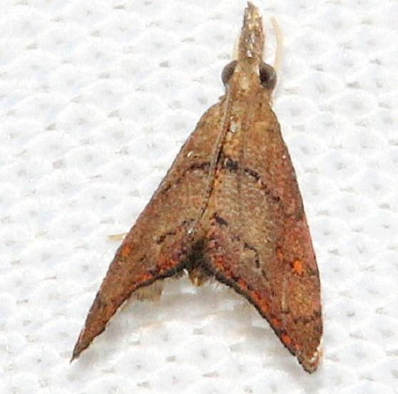 5456 Microcausta flavipunctalis Mahogany Hammock Everglades Natl Pk 3-10-13