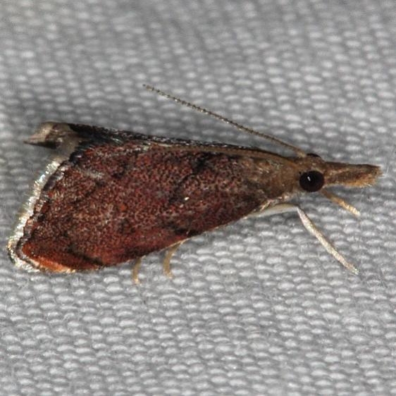 5456 Microcausta flavipunctalis Silver Lake Cypress Glenn Fl 3-16-15