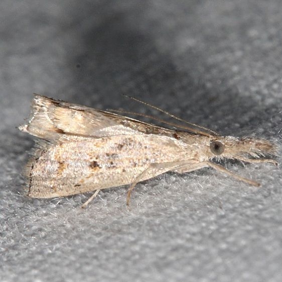 5456 Microcausta flavipunctalis light colored form Silver Springs St Pk Fl 9-24-18 (59)_opt