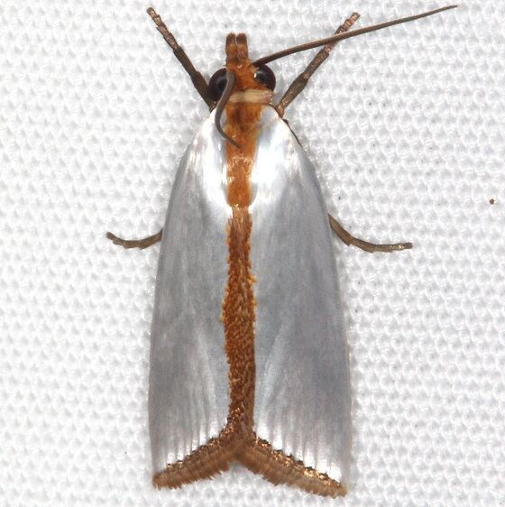 5460Argyria nummulalis Kissimmee Prairie St Pk Fl 2-26-21