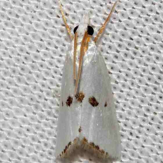 5463.1 Argyria tripsacas Mahogany Hammock Everglades Natl Pk 3-10-13