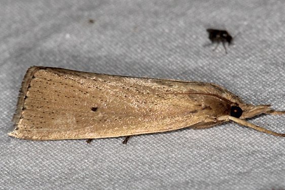 5468-Epina-dichromella-BG-Big-Lagoon-St-Pk-Fl-9-13-18