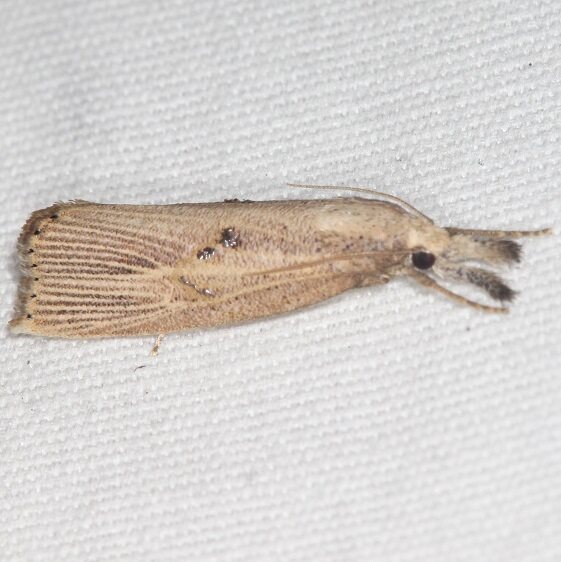5471 Chilo erianthalis Kissimmee Prairie St Pk Fl 2-24-21