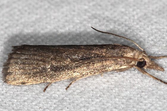 5473 Thopeutis forbesellus BG yard 9-9-19