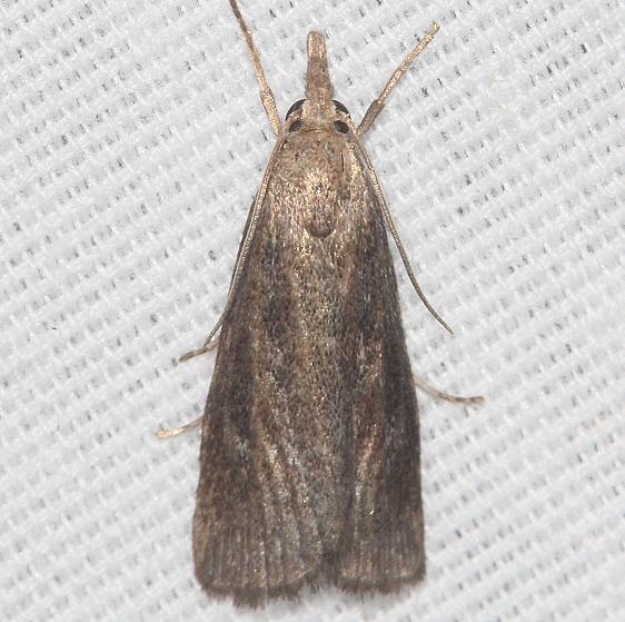 5473-Thopeutis-forbesellus-BG-yard-9-9-19-7_opt