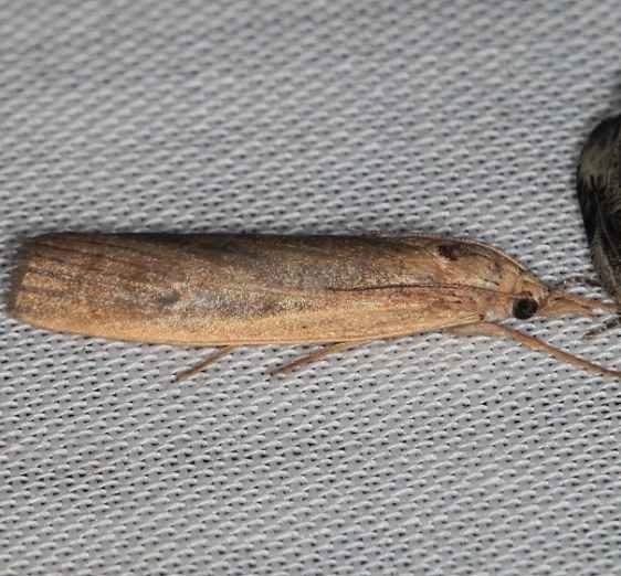 5473 Thopeutis forbesellus Lake of the Woods Ontario BG 7-20-16_opt