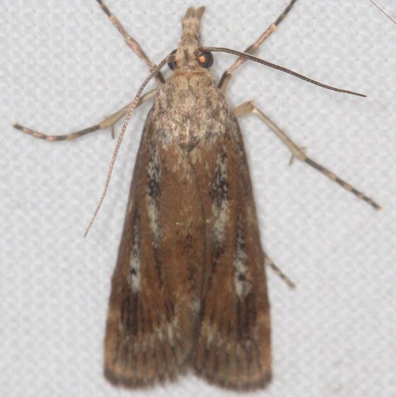 5473-Thopeutis-forbesellus-Whispering-Pines-Resort-Thunder-Lake-Mi-8-20-22