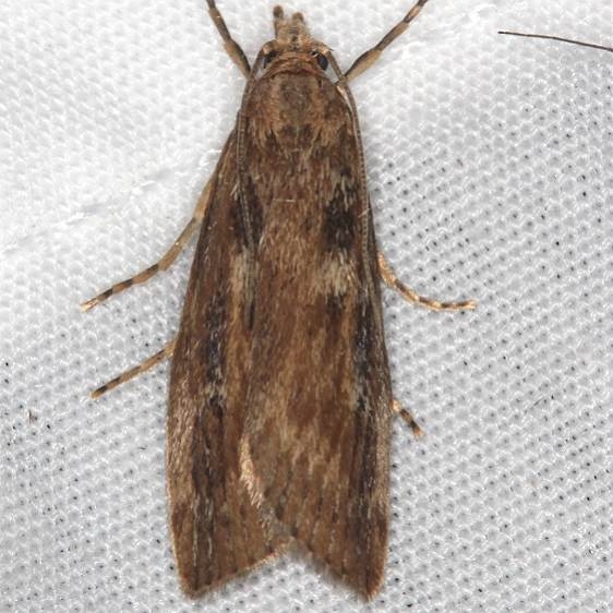 5474 Occidentalia comptulatalis Ash Rapids Lodge Lake of the Woods Ont 7-21-17 (11)_opt
