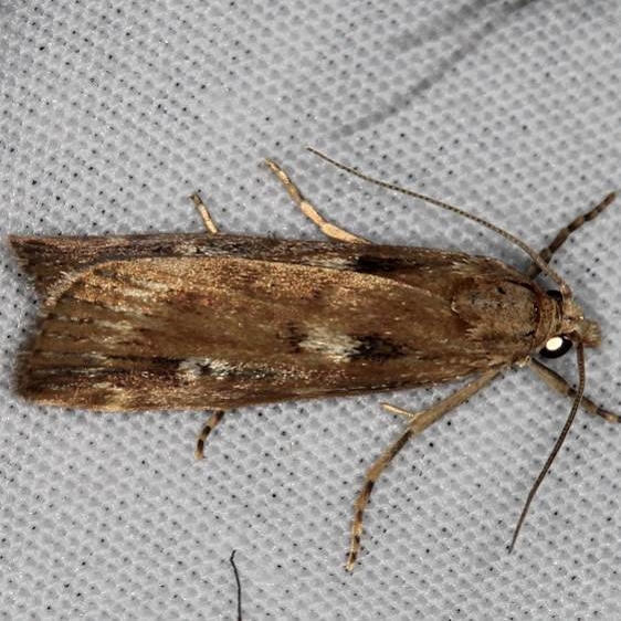 5474 Occidentalia comptulatalis Ash Rapids Lodge Lake of the Woods Ont 7-21-17 (12)_opt