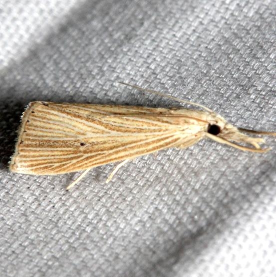 5478 Diatraea evanescens Kissimmee Prairie St Pk 3-11-13