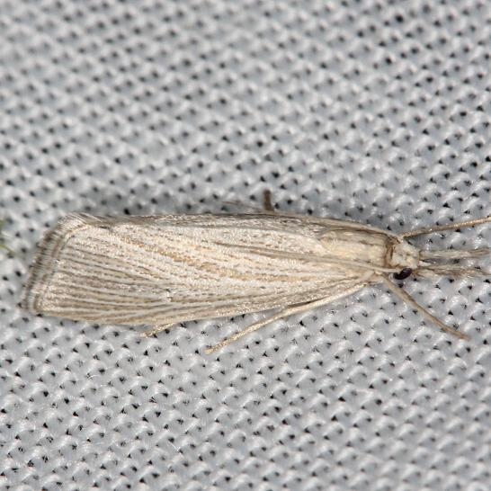 5478 Diatraea evanescens yard 7-14-13