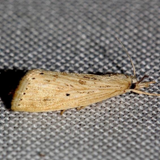 5481 Diatraea lisetta Lake Kissimmee St Pk Fl 2-26-13