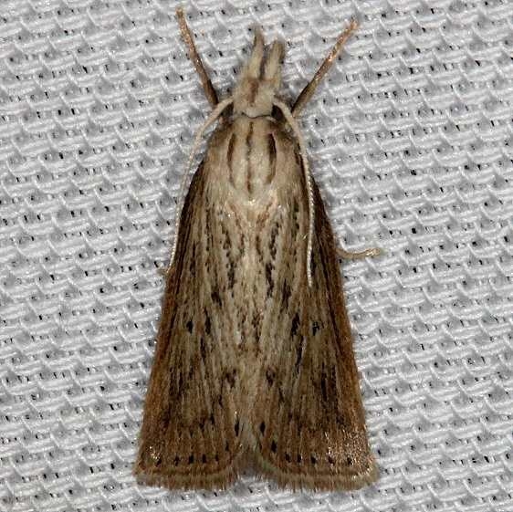 5481 Diatraea lisettaTosohatchee WMA Florida 2-11-14