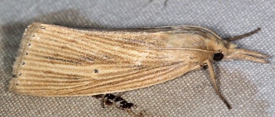 5481.99 Unidentifoed Diatraeas-Bear-Island-Big-Cypress Preserve Fl 3-5-22