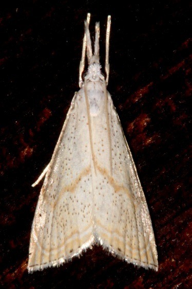 5482-Haimbachia-squamulellus-Mothapalooza-Arc-of-Appalachia-7-16-21