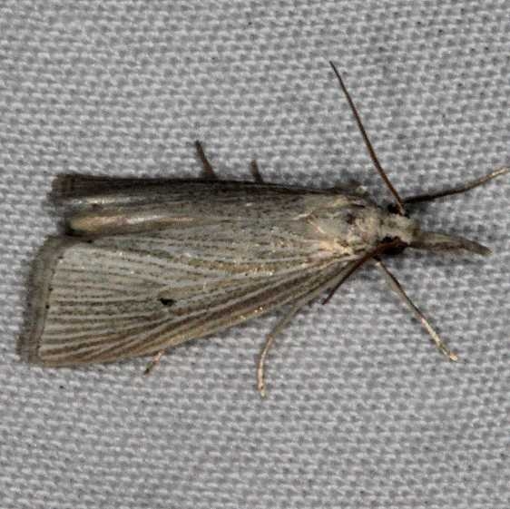 5492 Wainscot Grass-veneer Moth yard 6-6-15