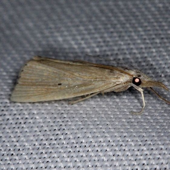 5500 Xubida panalope Kissimmee Prairie St Pk 2-17-14