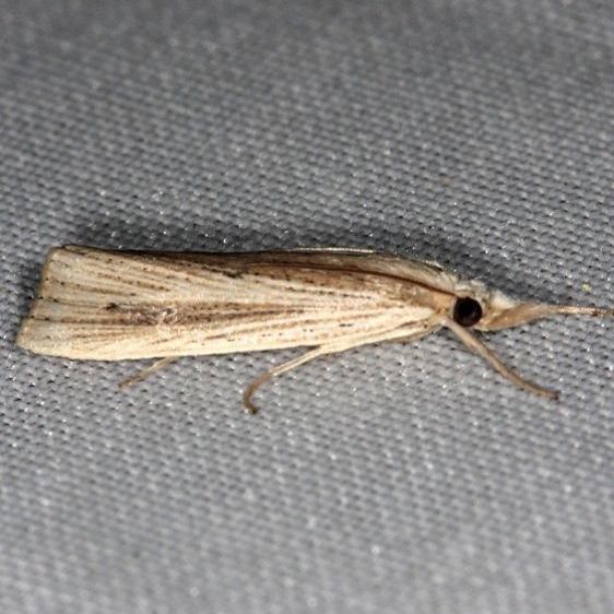 5502-Xubida-puntilineela-Collier-Seminole-St-Pka-3-2-14-196_opt